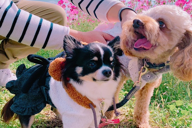 ワンちゃん　犬　大分県宇佐市　CafeBar Tiara　カフェバルティアラ